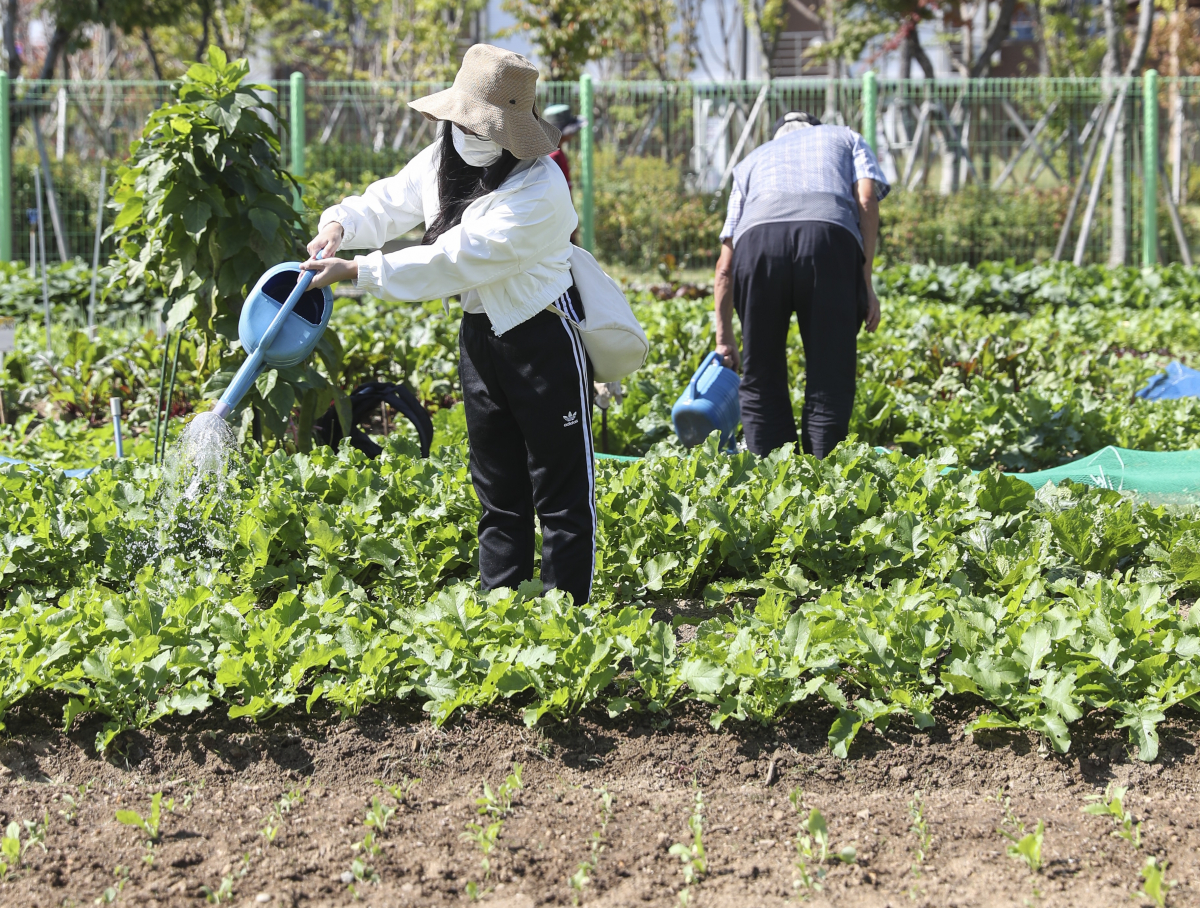 ▲서울 성동구 내 무지개텃밭을 경작하고 있는 구민들의 모습. (자료제공=성동구)