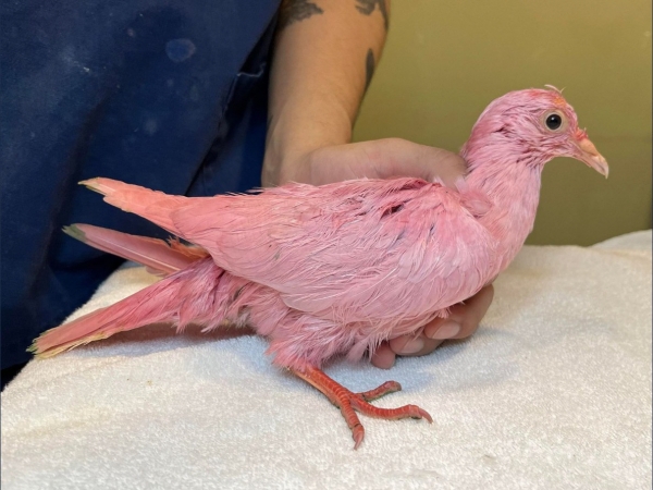 ▲뉴욕 맨해튼 매디슨 스퀘어 파크에서 발견된 분홍색 비둘기(출처=야생조류기금(WBF) 트위터 캡처)
