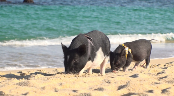 ▲'TV 동물농장'(사진제공=SBS)