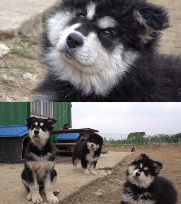 ▲'TV 동물농장'(사진제공=SBS)