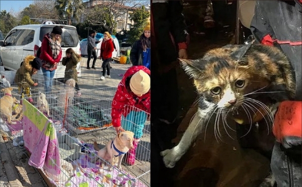 ▲튀르키예 동물 보호 단체가 지진 피해 현장에서 구조한 동물들(출처=헤이탭 트위터)
