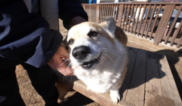 ▲'TV동물농장'(사진제공=SBS)