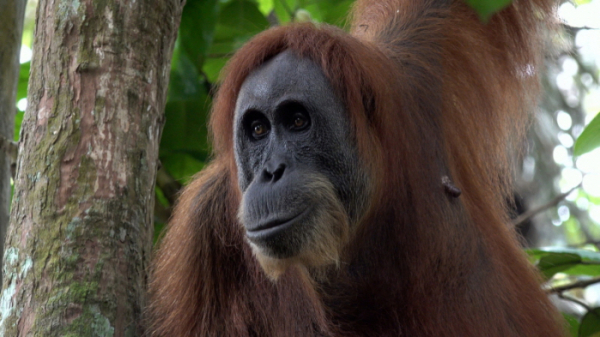 ▲'걸어서 세계속으로' 인도네시아 수마트라(사진제공=KBS 1TV)