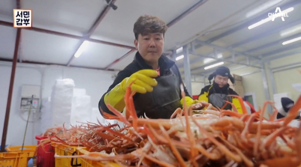 ▲'서민갑부' 포항 대게(사진제공=채널A)