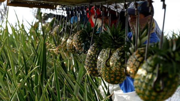 ▲'극한직업'(사진제공=EBS1)