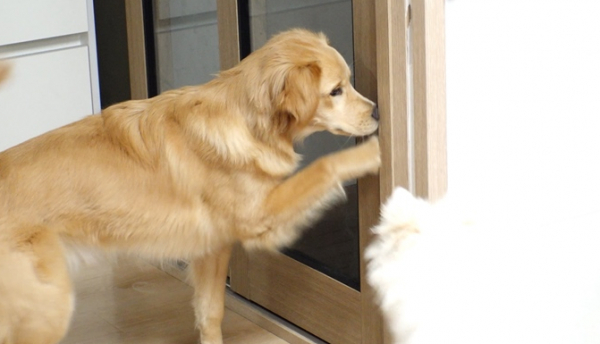 ▲'TV동물농장'(사진제공=SBS)