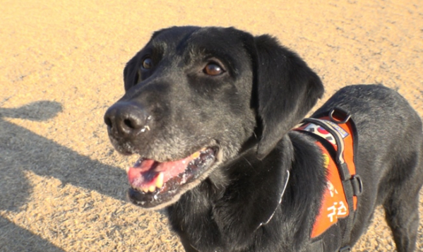 ▲'TV동물농장'(사진제공=SBS)