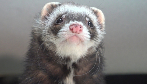 ▲'TV동물농장'(사진제공=SBS)