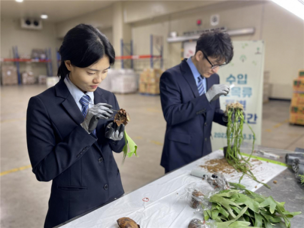 ▲수입 묘목류 불법 유통 점검. (사진제공=농림축산검역본부)