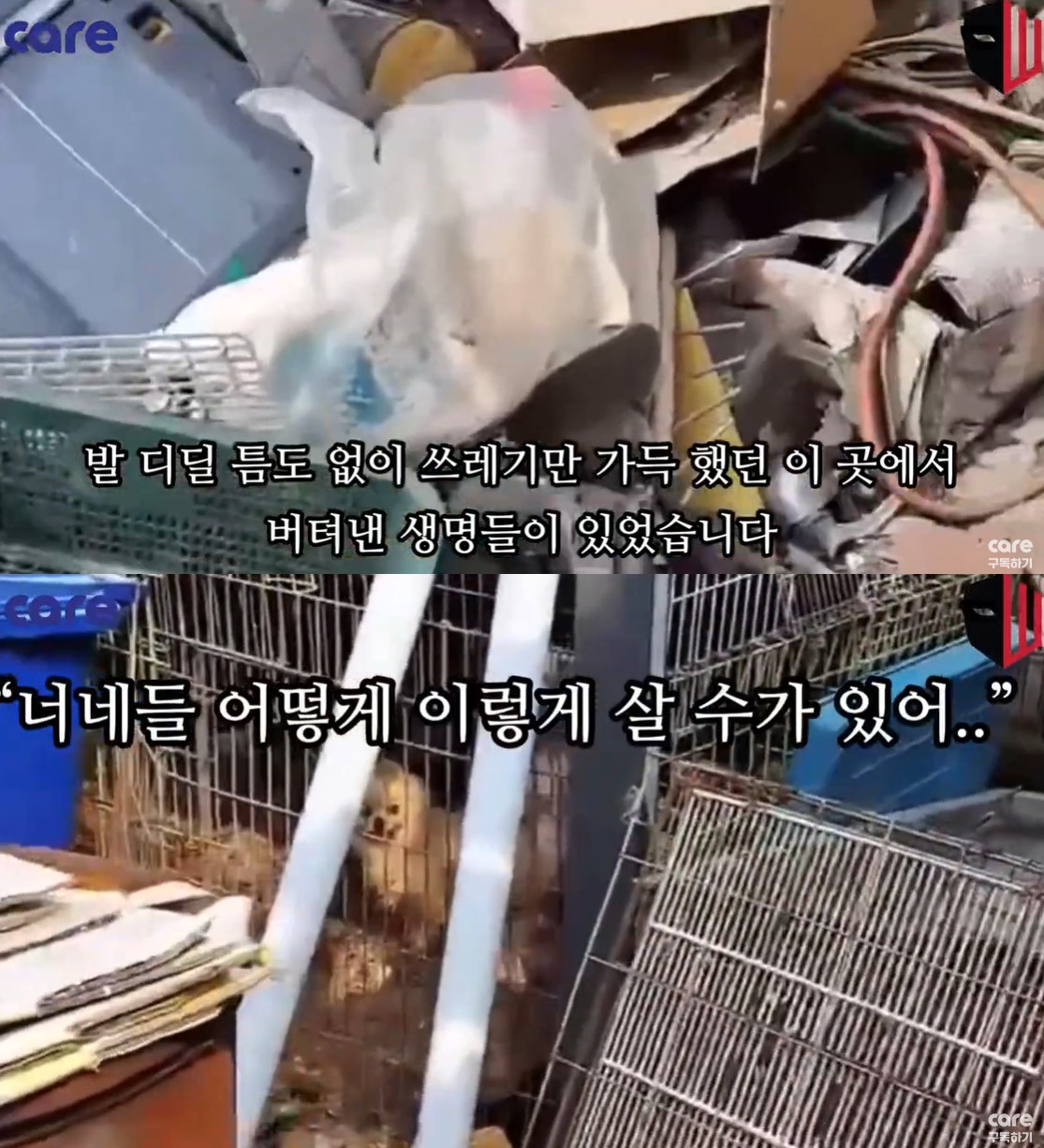 ▲동물보호법 위반 혐의로 입건된 60대 남성 A씨의 집 마당이 쓰레기와 개들의 사체, 살아있는 개들로 엉망이다.  (출처=동물권단체 케어 유튜브 캡처)