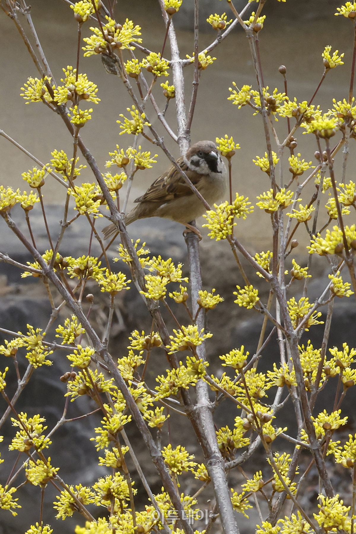 (조현호 기자 hyunho@)