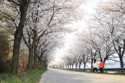 ▲변산반도 개암동 벚꽃길 (사진제공=국립공원공단)