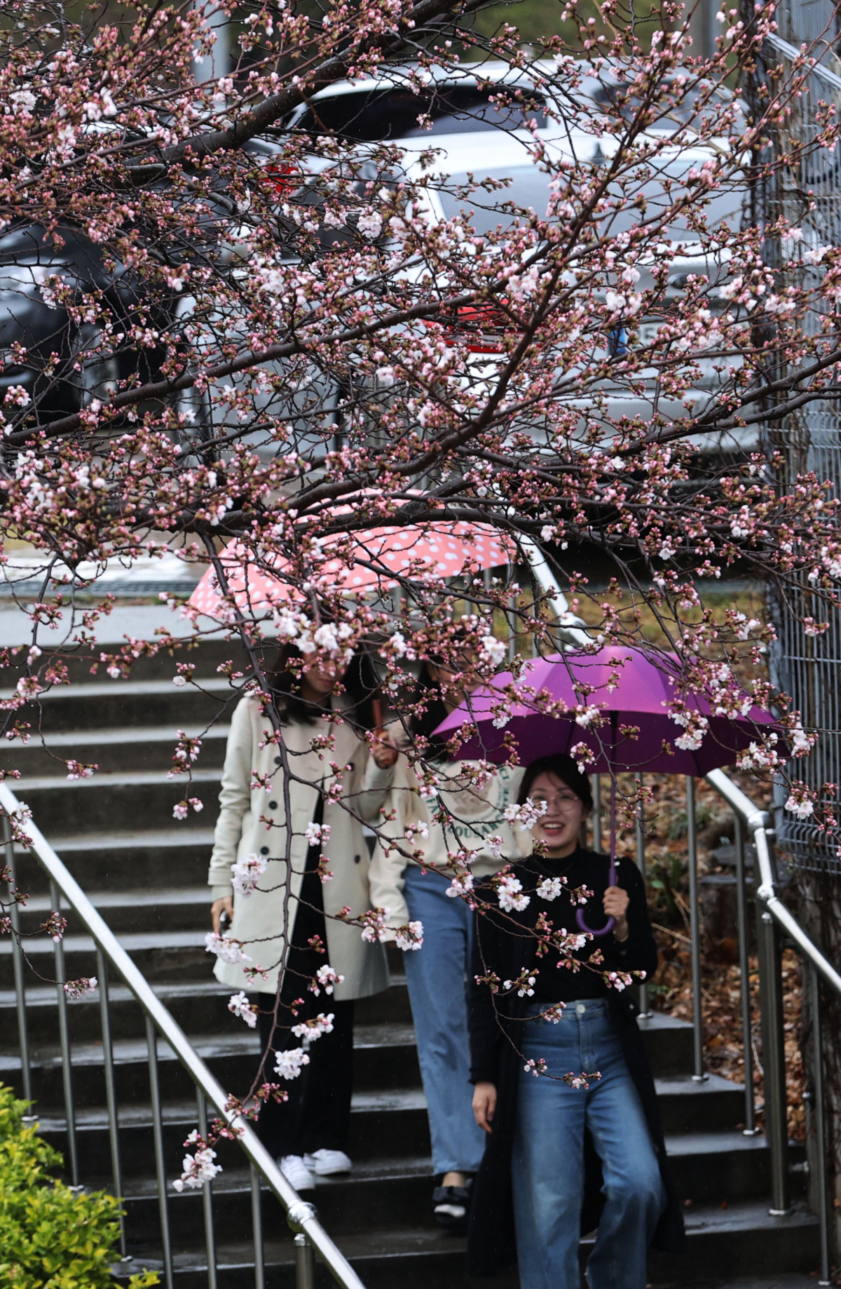 ▲23일 오전 전남 강진군 강진읍 강진군청 주변 벚나무가 밤사이 꽃망울을 터트려 봄 분위기를 물씬 풍기고 있다.  (연합뉴스)
