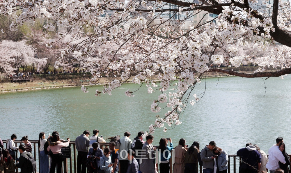 ▲포근한 봄 날씨가 이어지면서 26일 서울 송파구 잠실 석촌호수에 벚꽃이 활짝 핀 가운데 상춘객들이 북적이고 있다. 송파구는 내달 5일부터 코로나19 사태 이후 문을 닫았던  벚꽃축제를 4년 만에 본격적으로 재개한다. 고이란 기자 photoeran@ (이투데이DB)