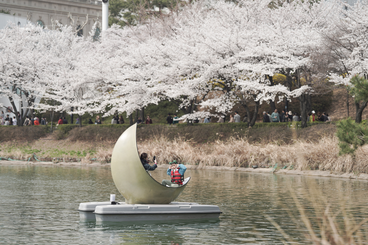 ▲올해 석촌호수 벚꽃 전경. (자료제공=송파구)