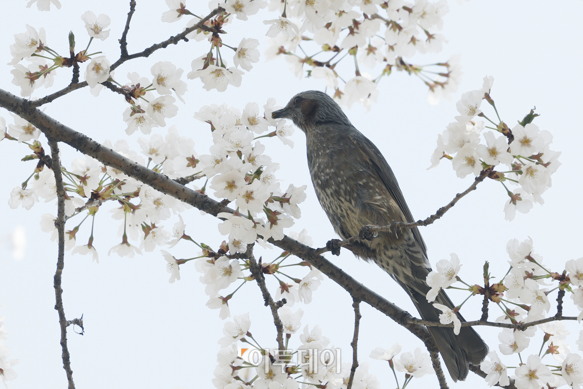 (조현호 기자 hyunho@)