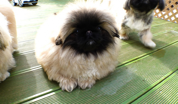 ▲'TV동물농장'(사진제공=SBS)