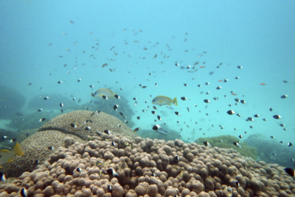 ▲2022년 6월 11일 케냐 해양보호구역에서 물고기가 헤엄치고 있다. AP연합뉴