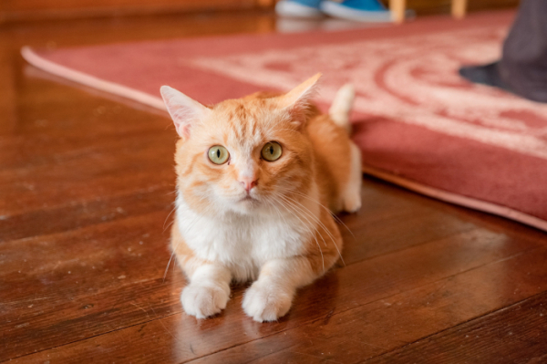 ▲영화 '소울메이트'(사진제공=NEW)