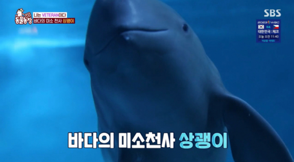 ▲'동물농장' 상괭이(사진제공=SBS)