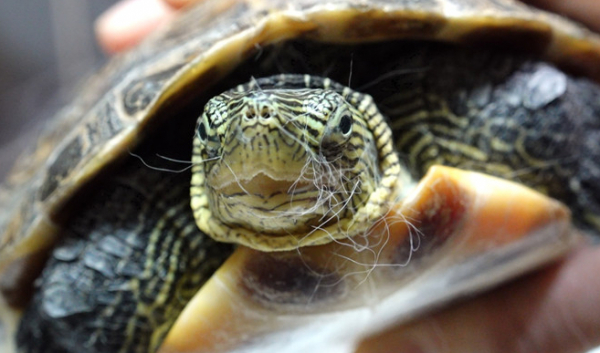 ▲'TV동물농장'(사진제공=SBS)