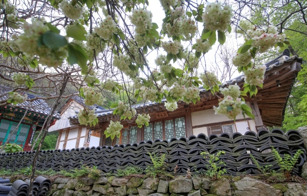 ▲충남 서산시 운산면 신창리 개심사(전통사찰 제38호)와 경내에 활짝 핀 겹벚꽃. (연합뉴스)
