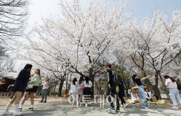 ▲서울 낮 최고기온이 23도까지 오르며 포근한 봄날씨를 보인 31일 오후 서울 성동구 서울숲에 벚꽃이 활짝 피어있다. 조현호 기자 hyunho@ (이투데이DB)