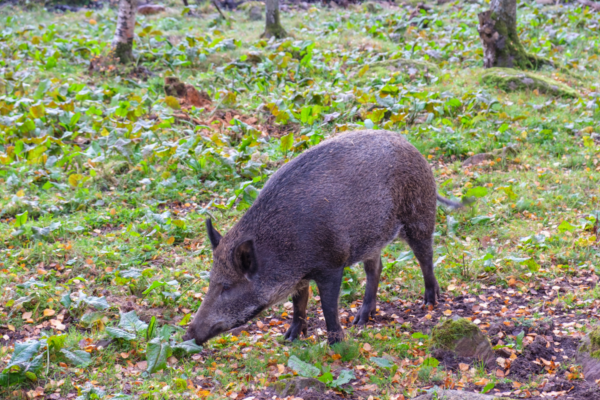 ▲멧돼지. 기사와는 직접 관련 없음 (게티이미지뱅크)