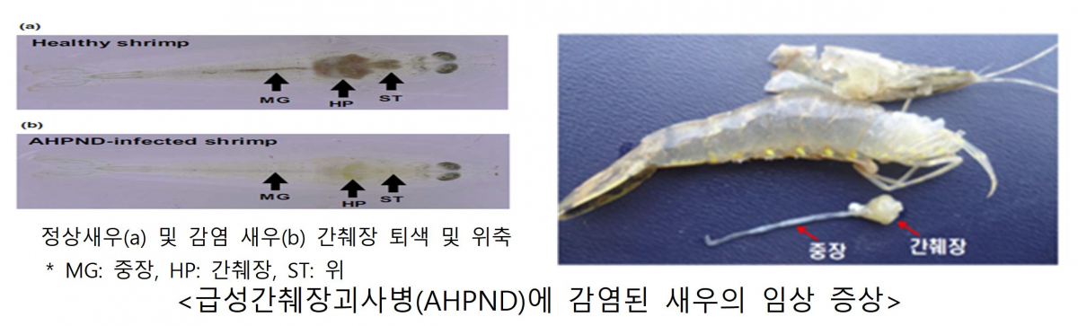 ▲급성간췌장괴사병이 확진된 새우는 간췌장의 백화, 간췌장상피세포의 괴사 및 박리·염증이 나타난다. (사진제공=해양수산부)