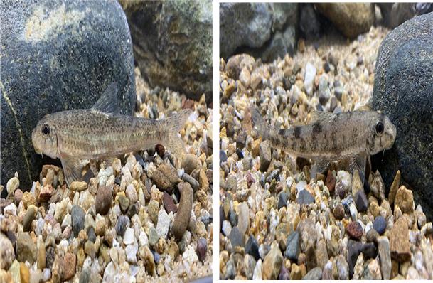 ▲모래주사 (사진제공=환경부)