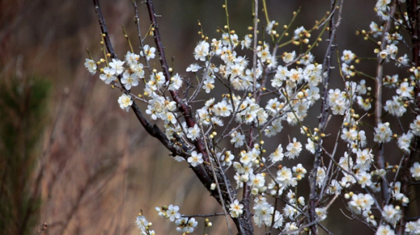 ▲'영상앨범 산' 진도 동석산(사진 = KBS 제공)