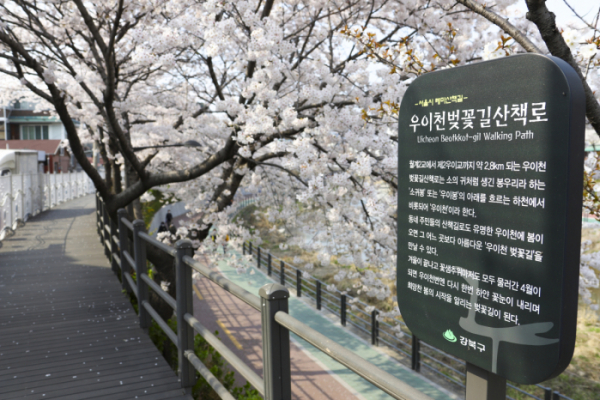 ▲서울 강북구가 우이천에서 벚꽃 축제를 개최한다. (자료제공=강북구)