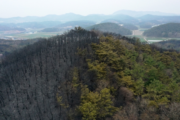 ▲4일 전남 함평에 이어진 산불로 한쪽이 전소된 야산(연합뉴스)
