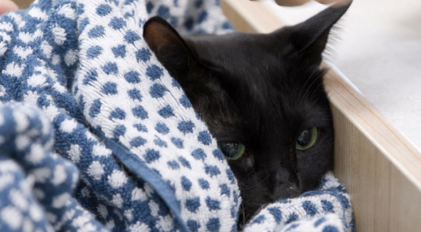 ▲'편스토랑' 박수홍(사진제공=KBS 2TV)