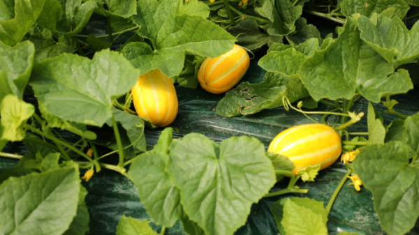 ▲'동네한바퀴' 여주(사진제공=KBS 1TV)