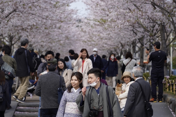 ▲일본 가마쿠라에서 2일 시민들이 벚꽃을 구경하고 있다. 가마쿠라(일본)/AP뉴시스
