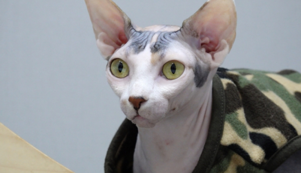 ▲‘TV 동물농장’(사진제공=SBS)