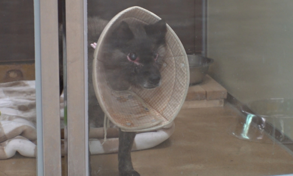 ▲‘TV 동물농장’(사진제공=SBS)