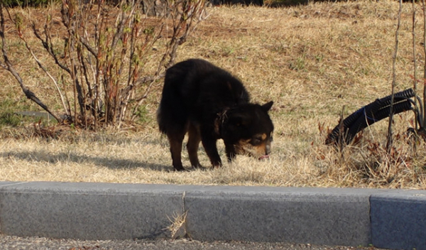▲'TV동물농장'(사진제공=SBS)