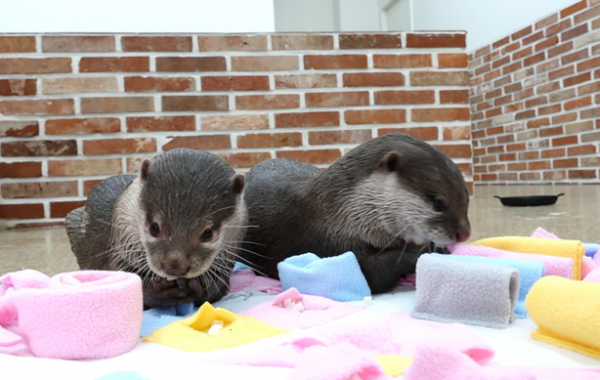 ▲'TV동물농장'(사진제공=SBS)