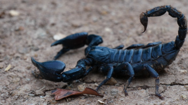 ▲'극한직업'(사진제공=EBS1)