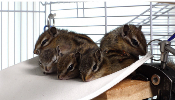 ▲'TV동물농장'(사진 = SBS 제공)