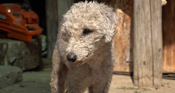 ▲'TV동물농장'(사진 = SBS 제공)