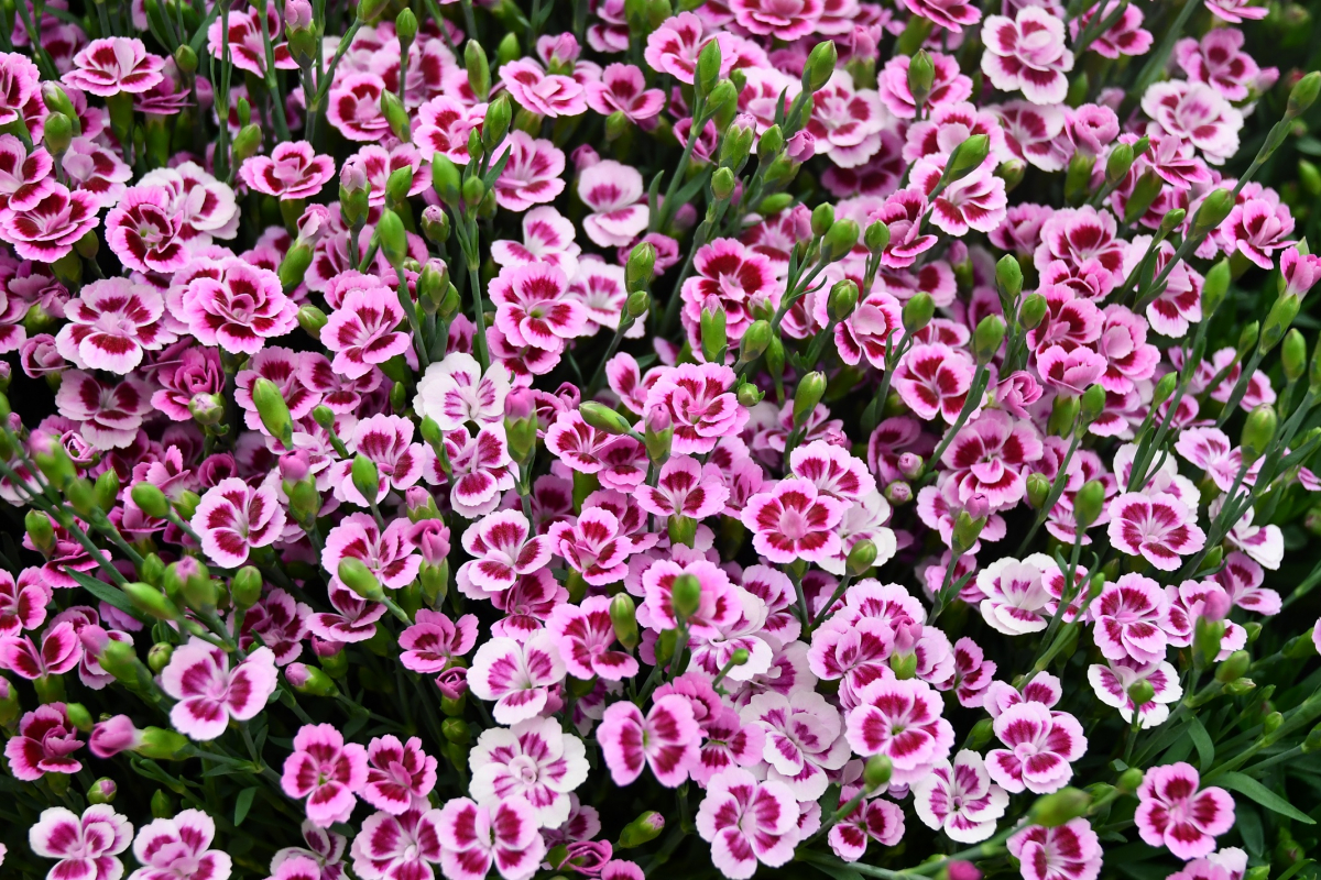 ▲카네이션 (사진제공=한국농수산식품유통공사)