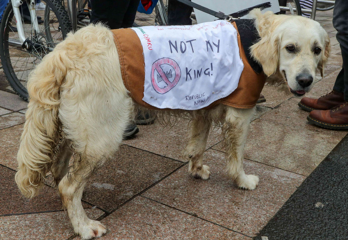 ▲찰스 3세 영국 국왕 대관식이 열린 6일(현지시간) 웨일스 남부 카디프에서 군주제에 반대하는 시위가 열린 가운데 한 개가 ‘내 왕이 아니다’라는 문구가 적힌 옷을 입고 있다. 카디프(영국)/AFP연합뉴스 
