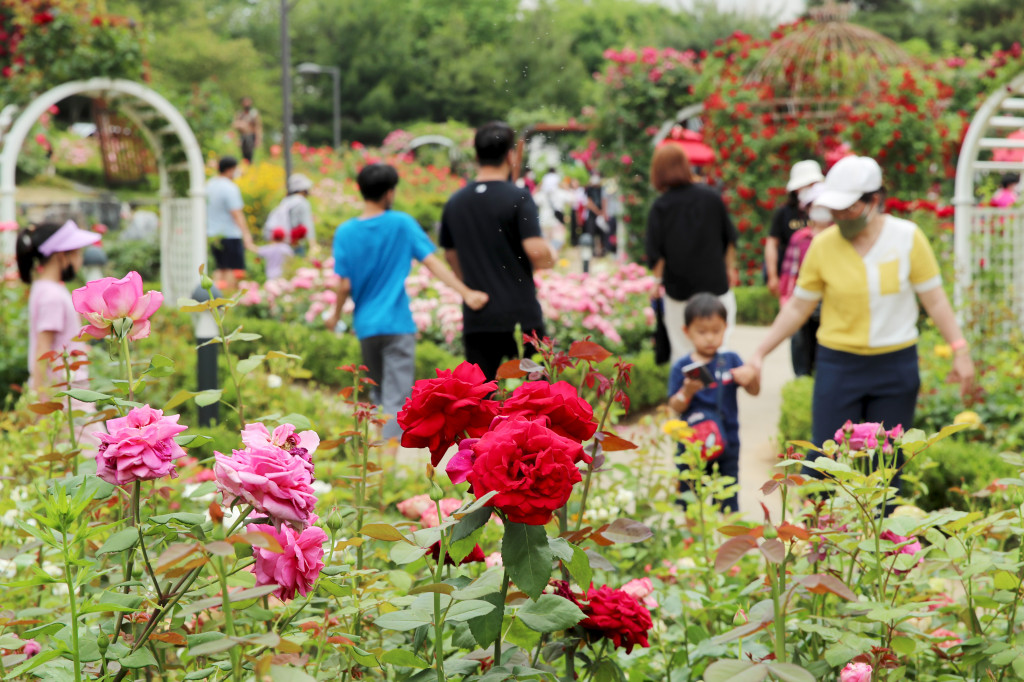 ▲대현산 장미축제를 즐기는 주민들의 모습. (자료제공=성동구)