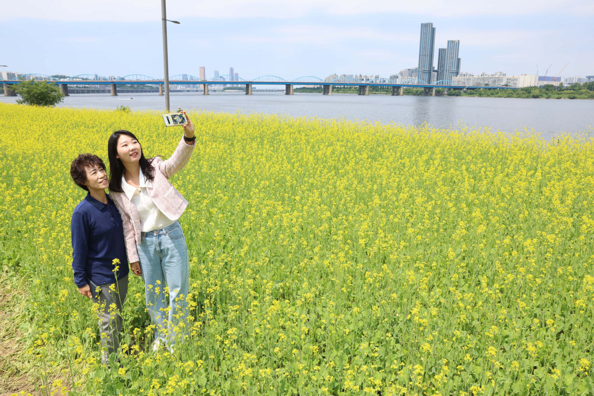 ▲14일 서울 서초구 반포한강공원 ‘2023 한강 서래섬 유채꽃 축제’ 를 찾은 시민들이 봄의 정취를 만끽하고 있다. 서울시 한강사업본부는 21일까지 ‘서래섬 유채꽃 축제’를 진행한다. 코로나19 발생 이후 4년 만에 개최된 이번 축제에선 ‘유채찬란 포토존’ 등 총 6종의 포토존이 야간까지 상시 운영된다. 신태현 기자 holjjak@