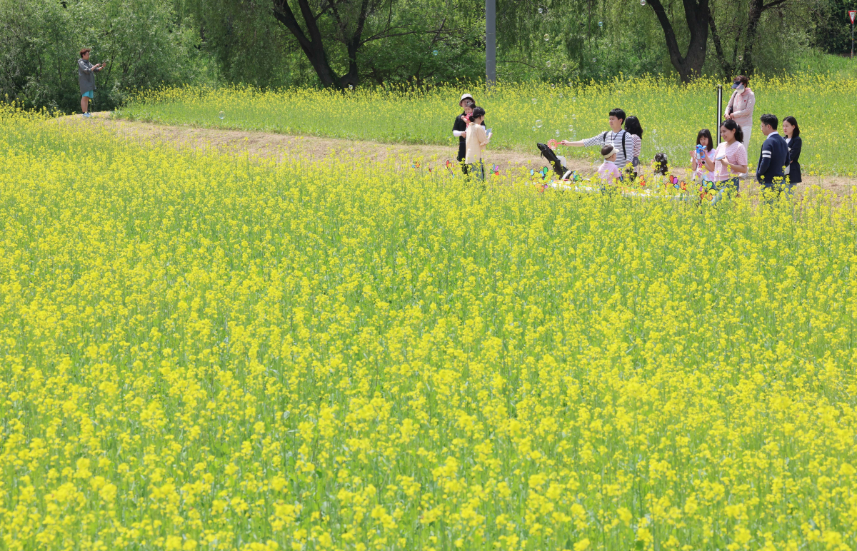 ▲14일 서울 서초구 반포한강공원 ‘2023 한강 서래섬 유채꽃 축제’ 를 찾은 시민들이 봄의 정취를 만끽하고 있다. 서울시 한강사업본부는 21일까지 ‘서래섬 유채꽃 축제’를 진행한다. 코로나19 발생 이후 4년 만에 개최된 이번 축제에선 ‘유채찬란 포토존’ 등 총 6종의 포토존이 야간까지 상시 운영된다. 신태현 기자 holjjak@