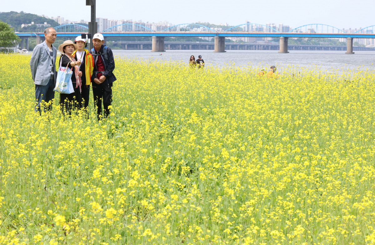 ▲14일 서울 서초구 반포한강공원 ‘2023 한강 서래섬 유채꽃 축제’ 를 찾은 시민들이 봄의 정취를 만끽하고 있다. 서울시 한강사업본부는 21일까지 ‘서래섬 유채꽃 축제’를 진행한다. 코로나19 발생 이후 4년 만에 개최된 이번 축제에선 ‘유채찬란 포토존’ 등 총 6종의 포토존이 야간까지 상시 운영된다. 신태현 기자 holjjak@