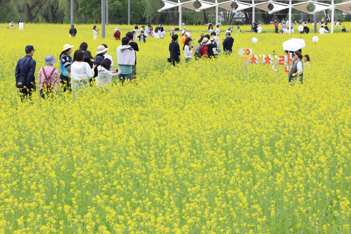 ▲14일 서울 서초구 반포한강공원 ‘2023 한강 서래섬 유채꽃 축제’ 를 찾은 시민들이 봄의 정취를 만끽하고 있다. 서울시 한강사업본부는 21일까지 ‘서래섬 유채꽃 축제’를 진행한다. 코로나19 발생 이후 4년 만에 개최된 이번 축제에선 ‘유채찬란 포토존’ 등 총 6종의 포토존이 야간까지 상시 운영된다. 신태현 기자 holjjak@